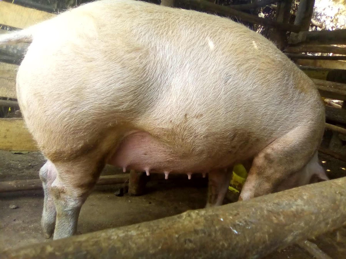 PAT Pig Farm