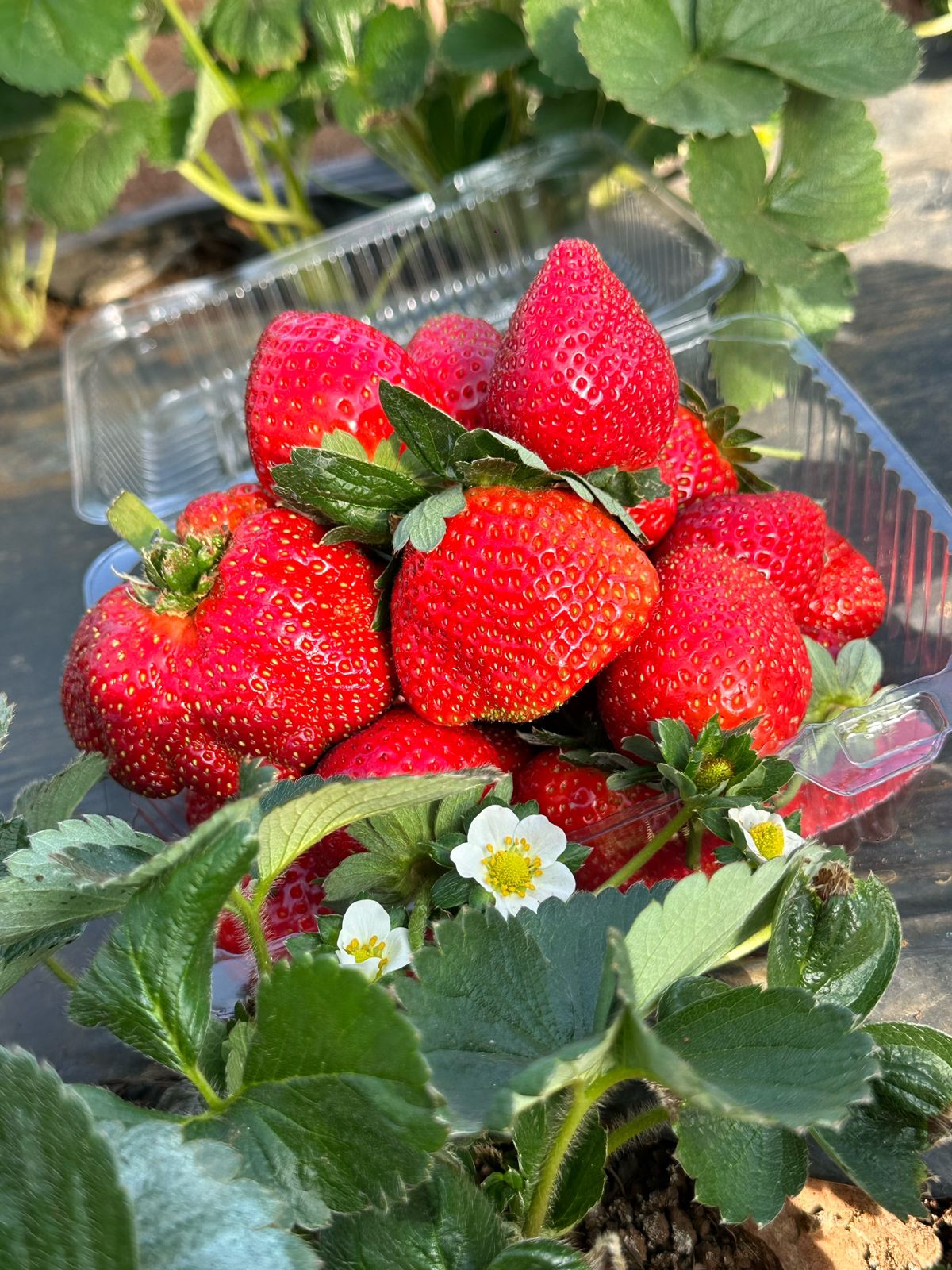 Photo of Garden of Eden Produce by Garden of Eden Produce